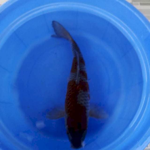 Ochiba 40cm