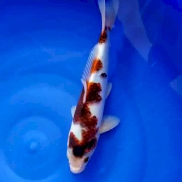 Goromo 30cm