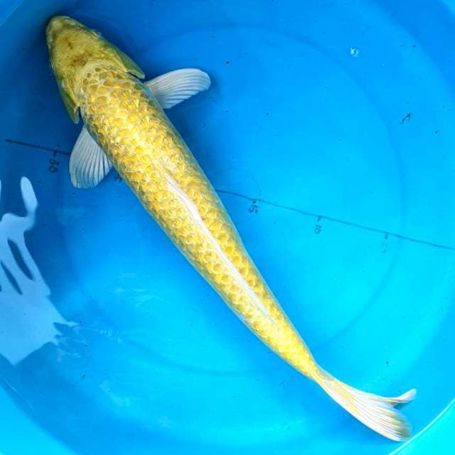 Golden Ogon Ginrin Jumbo