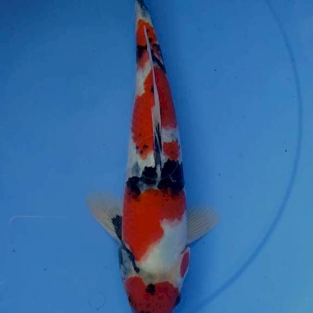 Showa merah