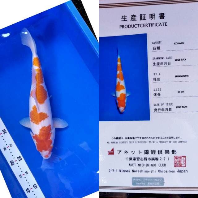 Kohaku import anneto