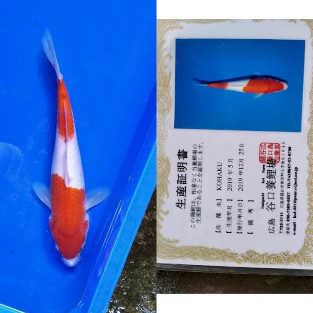 Kohaku import taniguchi