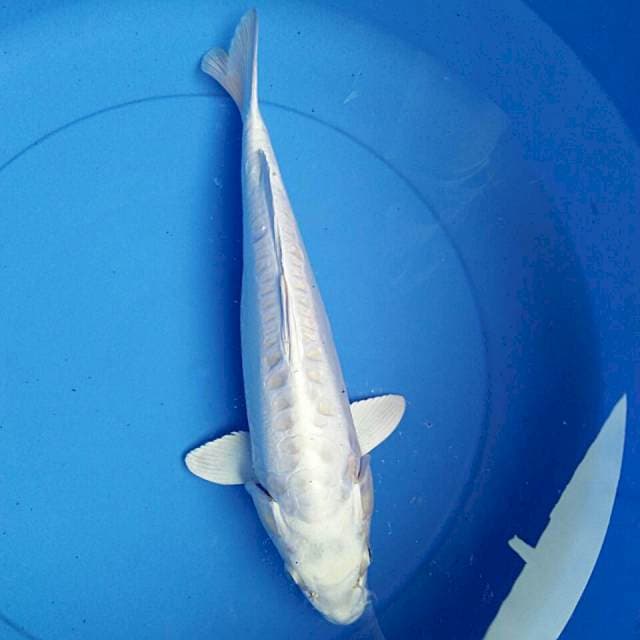 Platinum 36cm