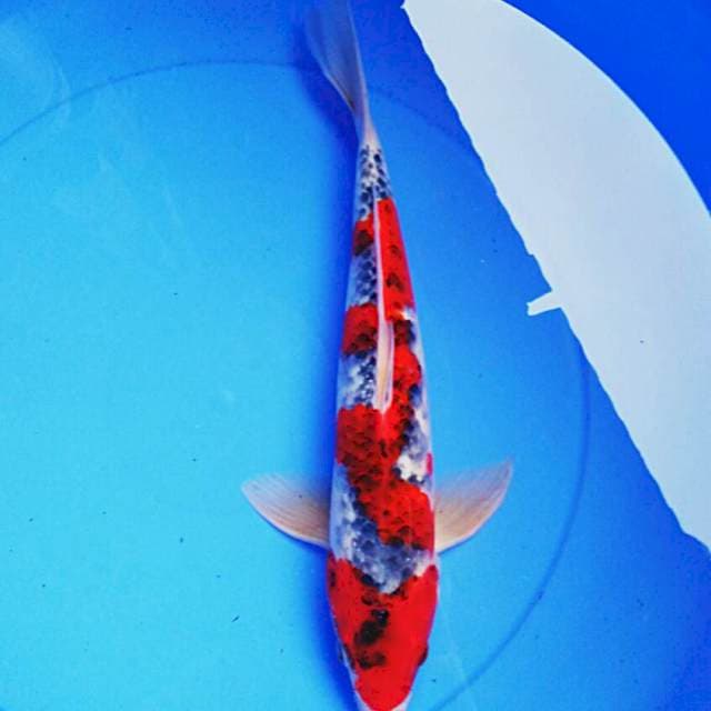 Red dragon 34cm male
