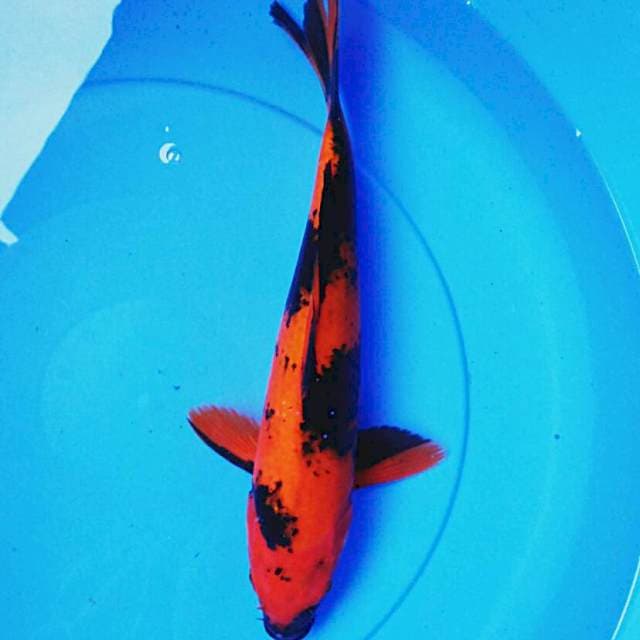 Hi utsuri 36cm