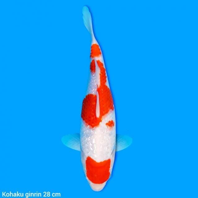 Ginrin kohaku 28 cm
