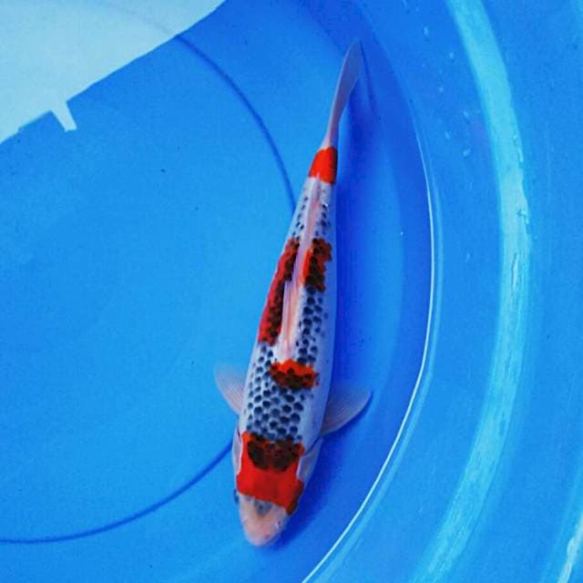 Goshiki step 31cm male