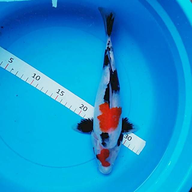Showa 30cm