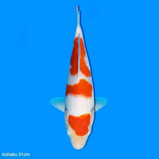Kohaku 31 cm