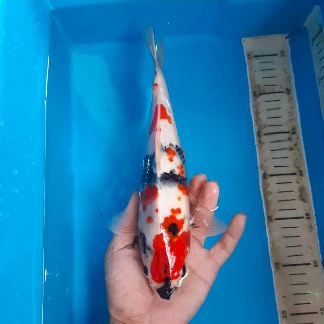 Showa*27cm
