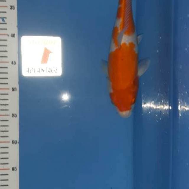 Kohaku ..bulki