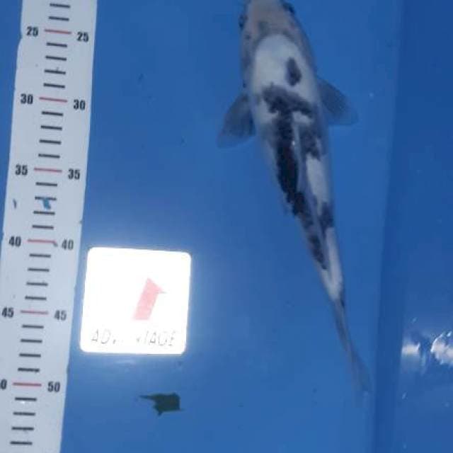 Tategoi shiro ... body torpedo