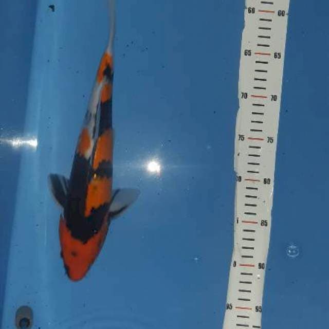 Hi showa .. 36cm