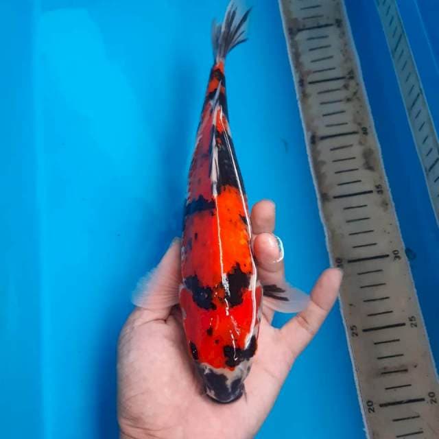 Showa 30 cm