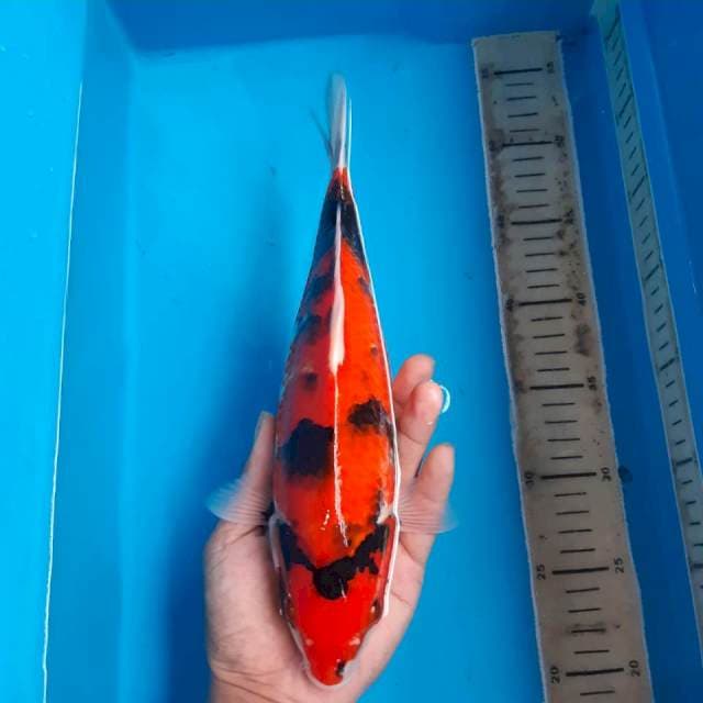 Showa 31cm