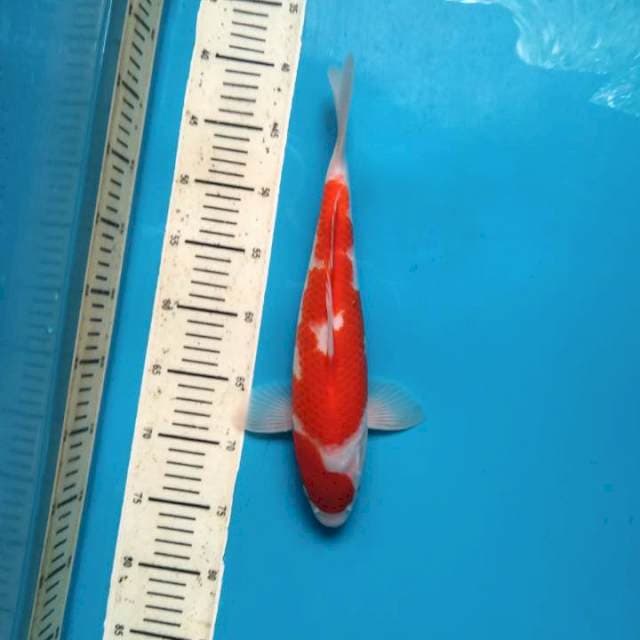 Kohaku 34cm (M)