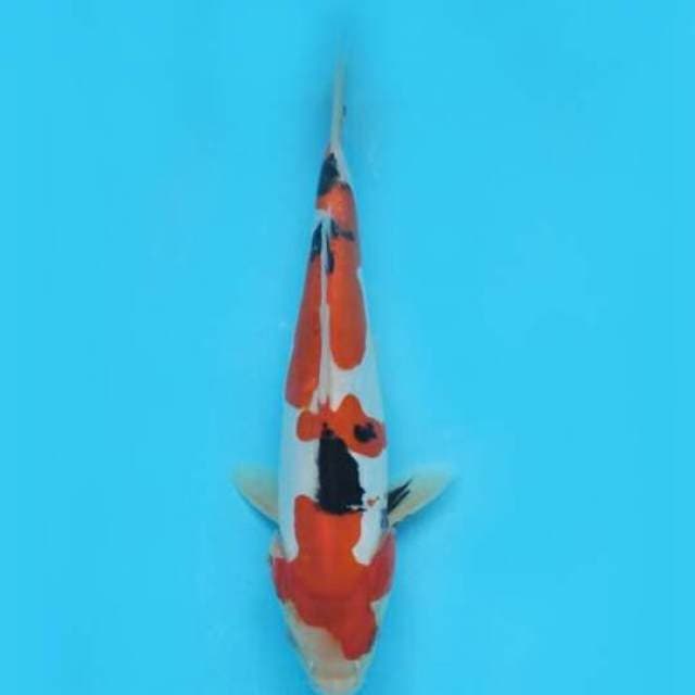 Sanke Doitshu