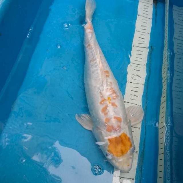 Doitsu Maruten Hariwake 42cm