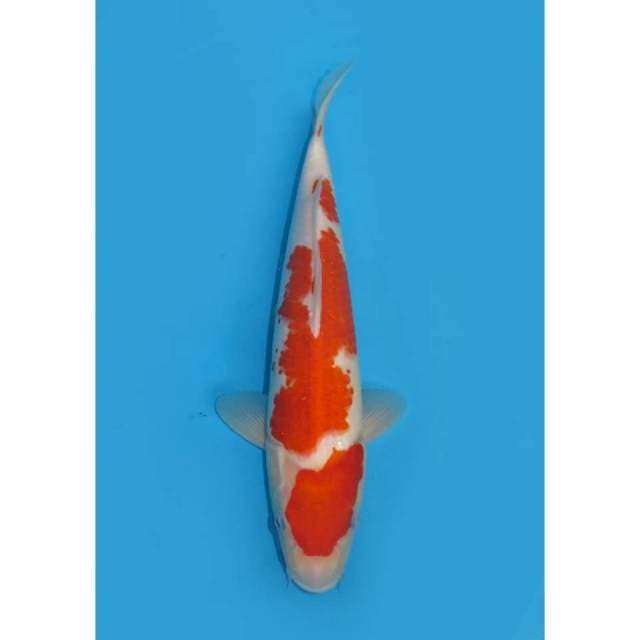 F1 Kohaku - 33cm