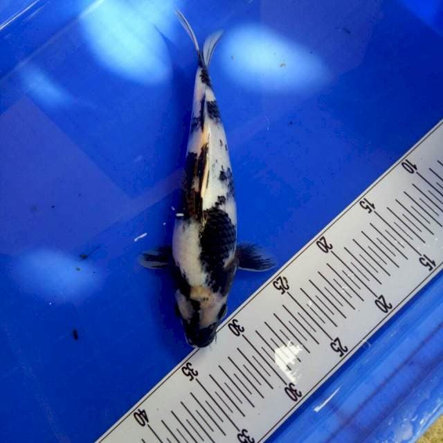 Shiro 27 cm sex male
