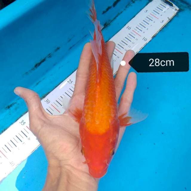 Aka hajiro Kumpay