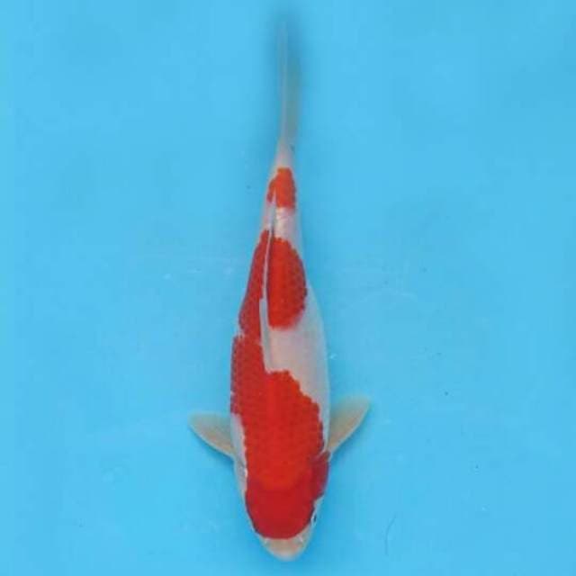 Kohaku Nidan