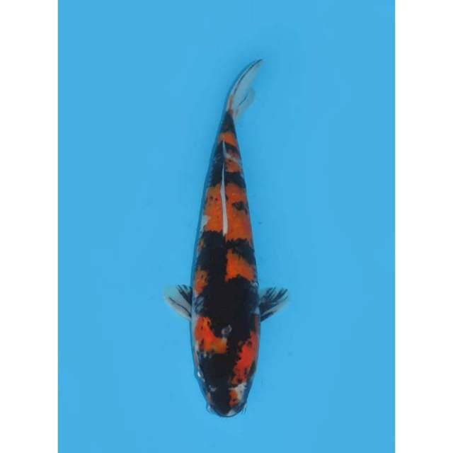 Hi Showa - 27cm