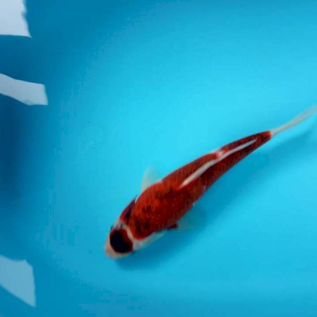 maruten koromo