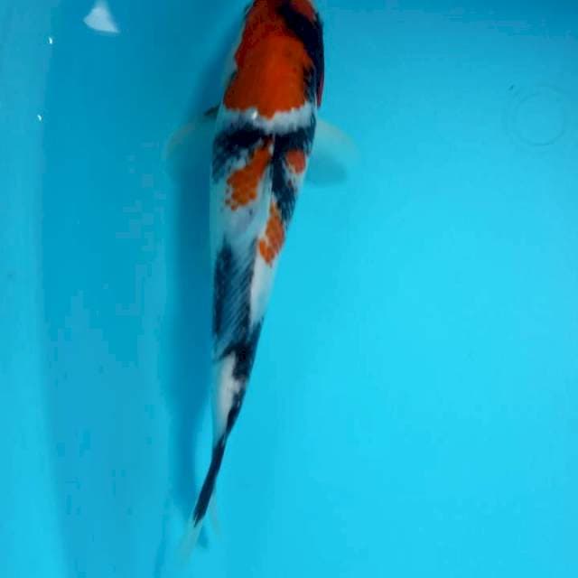showa kanoko