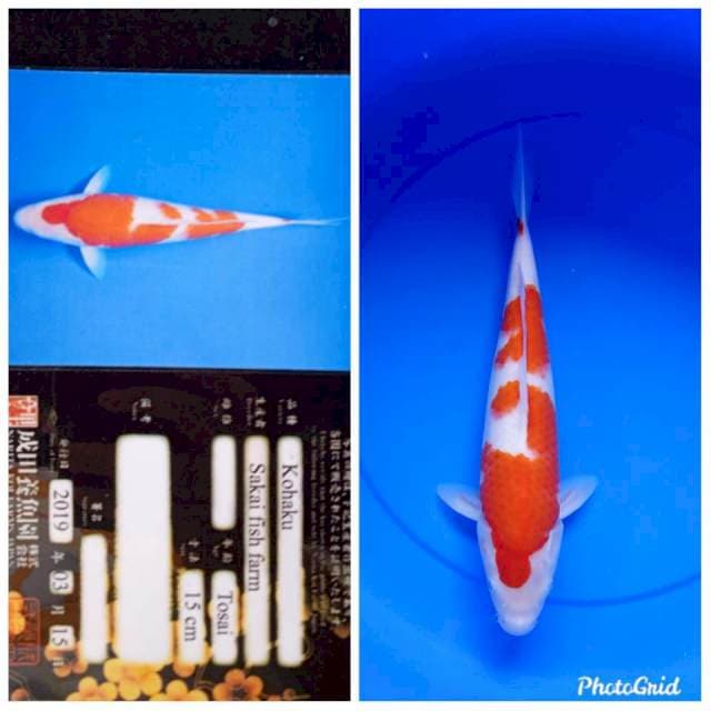 Kohaku sakai farm