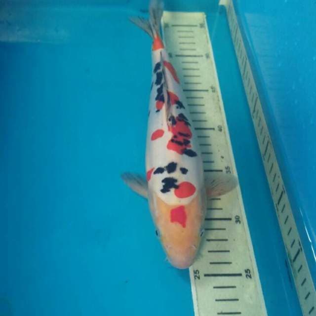 Sakura Sanke Doitsu, Male 29 cm