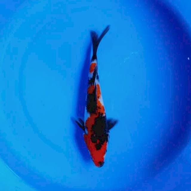 Showa sanshoku 20cm up