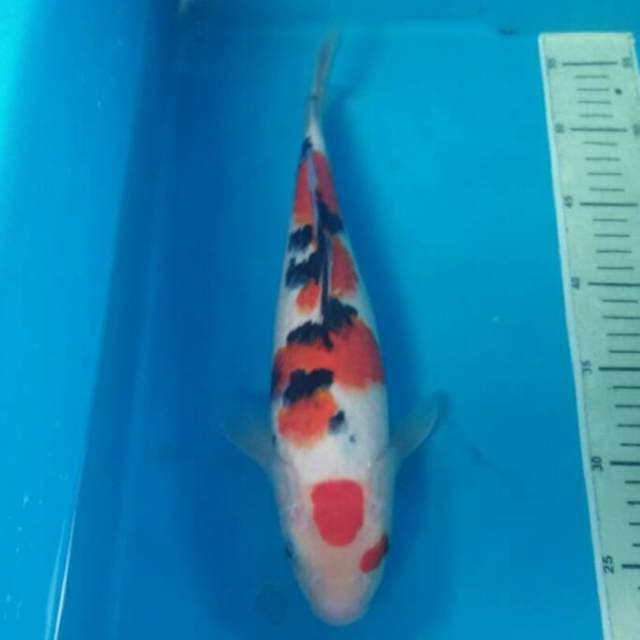 Sanke Maruten, Female 32 cm