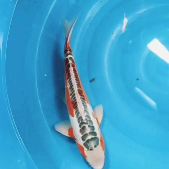 SHUSUI BAGUS 40CM