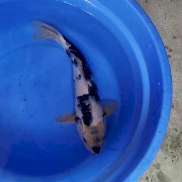 Shiro 35cm male