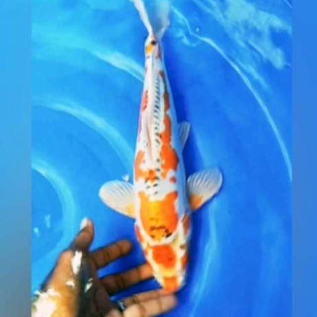 KUJAKU MANTEP 40CM