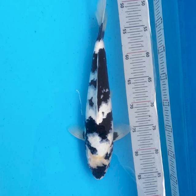 Shiro Josss 35cm Male