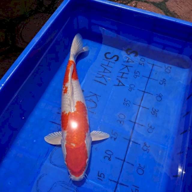 KOHAKU HIKARI 40 CM