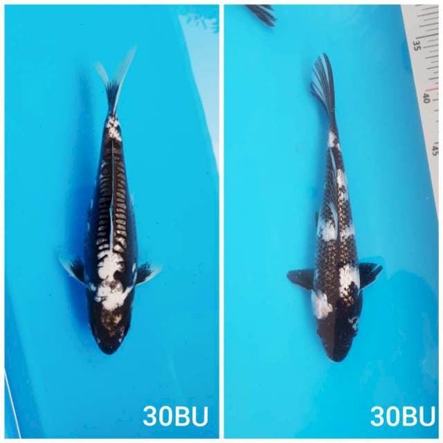 Mix Koi White and Black