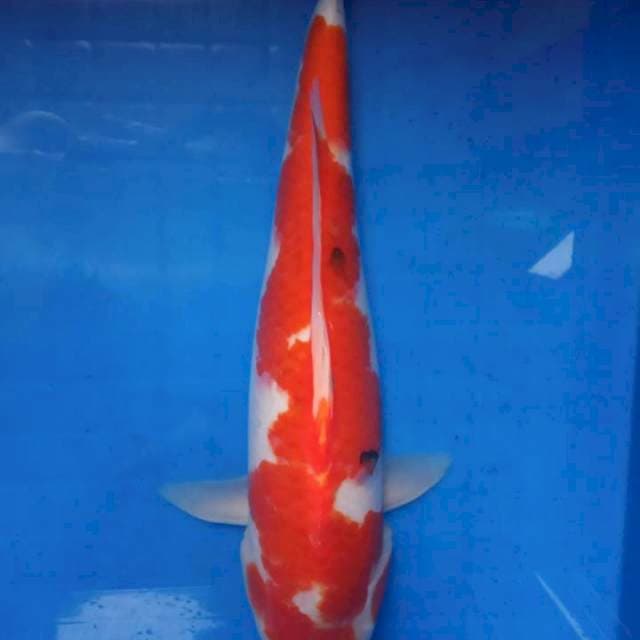 Sanke 40cm
