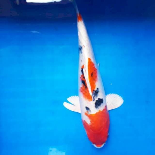Sanke 39cm