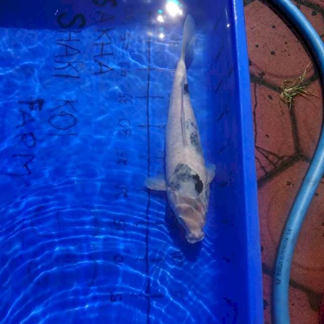 TATEGOI JOS SHIRO 34 CM
