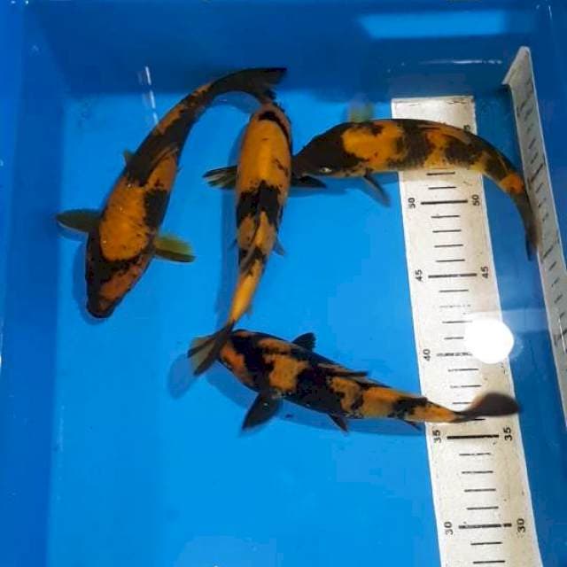 HI UTSURI 19 SAMPAI 21 CM