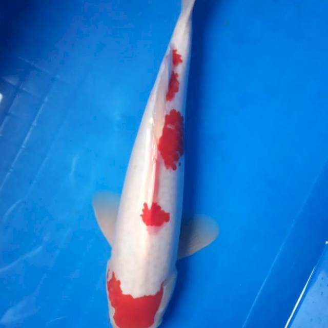 Kohaku jumbo 40cm