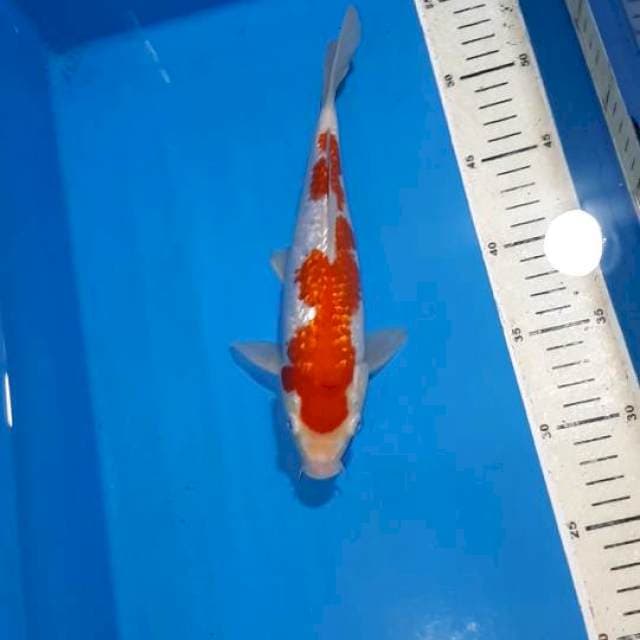 KOHAKU GINDRIN SHOW QUALITY 25 CM