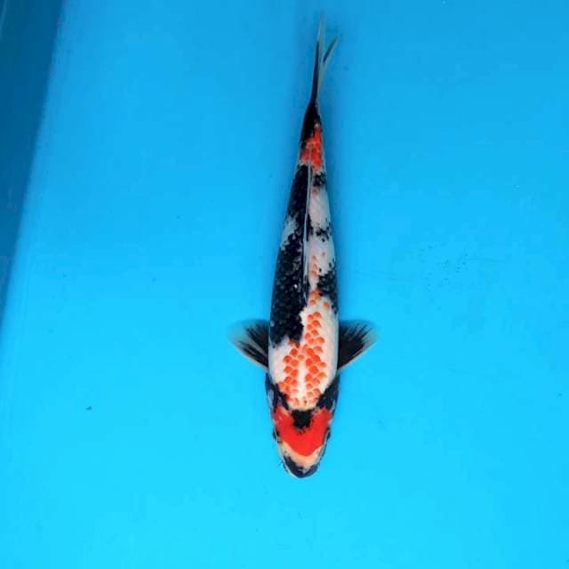 Maruten kanoko Showa 25cm/Male