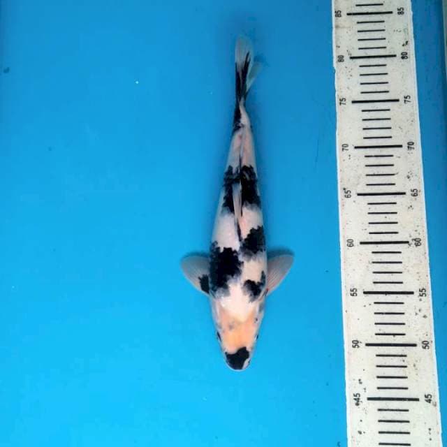 Shiro 32cm/Male
