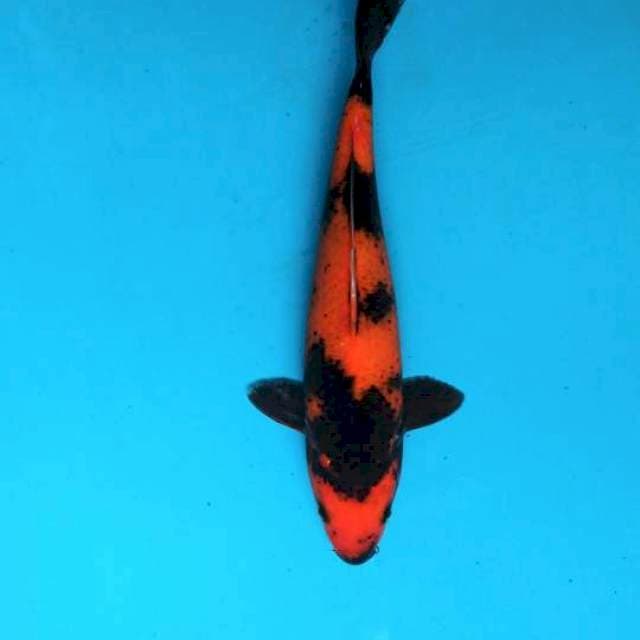 Utsuri 23cm/Female