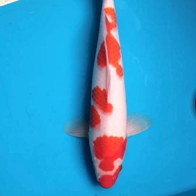 Kucibeni Kohaku sakura 36cm (M)
