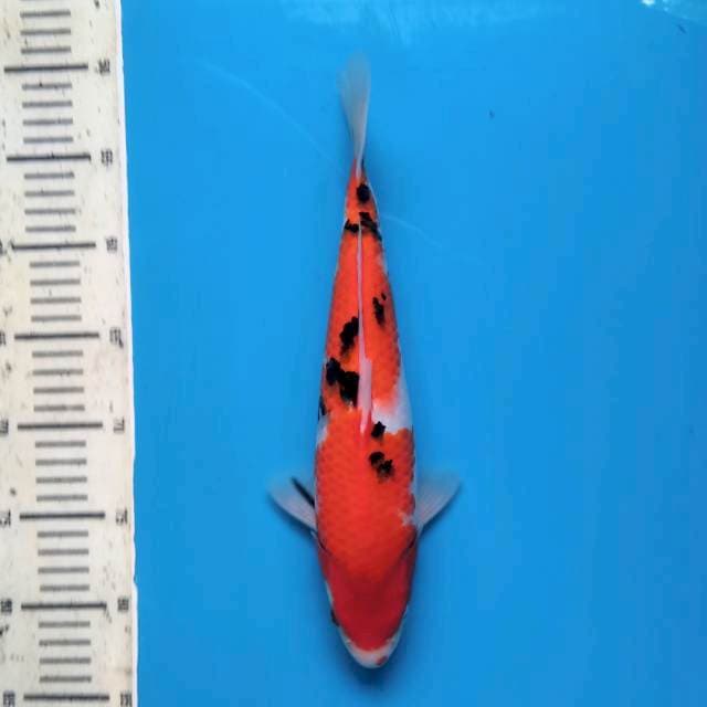 Sanke 30cm (F)